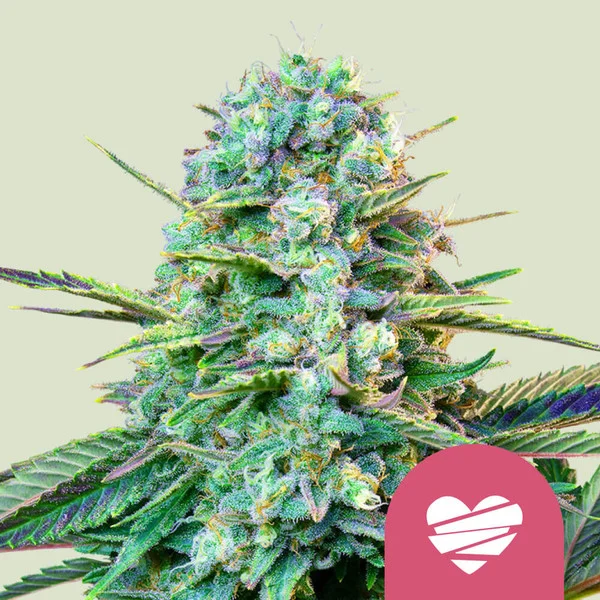 WEDDING CRASHER USA PREMIUM FEM X1-ROYAL QUEEN