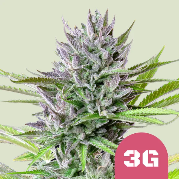 TRIPLE G USA PREMIUM FEM X1-ROYAL QUEEN