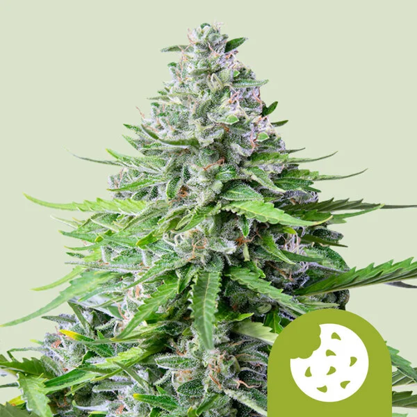 ROYAL COOKIES AUTO X3-ROYAL QUEEN SEEDS