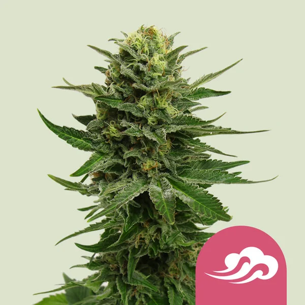 BLUE MYSTIC FEM X3-ROYAL QUEEN