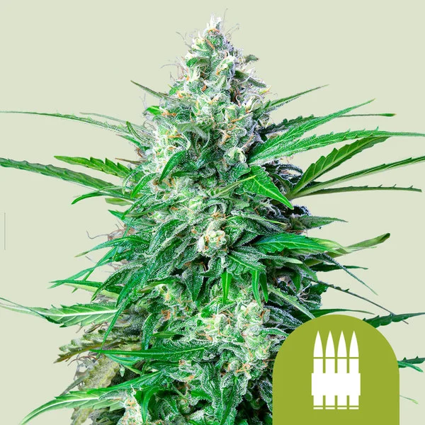 ROYAL AK AUTO X1-ROYAL QUEEN SEEDS