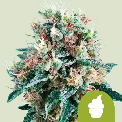 ROYAL CREAMATIC AUTO X1-ROYAL QUEEN (DS)
