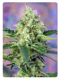 CRYSTAL CANDY FEM X100-SWEET SEEDS (DS)