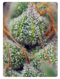CRYSTAL CANDY FEM X100-SWEET SEEDS (DS)