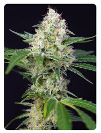 CRYSTAL CANDY FEM X100-SWEET SEEDS (DS)