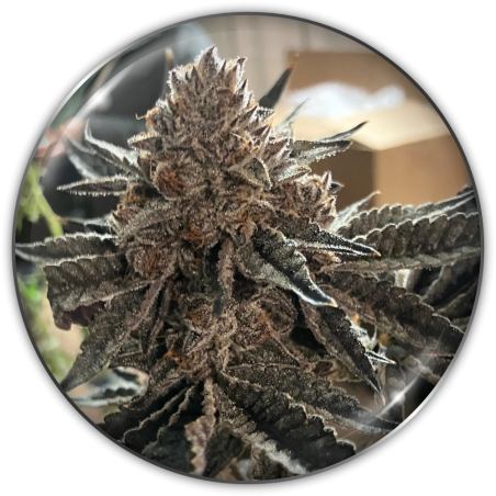 CHOCOGAS FEM X3-MEDICAL SEEDS