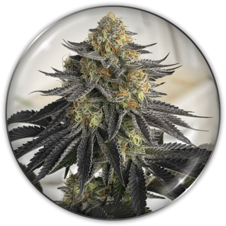 SANATIVA CBD AUTO X3-MEDICAL SEEDS