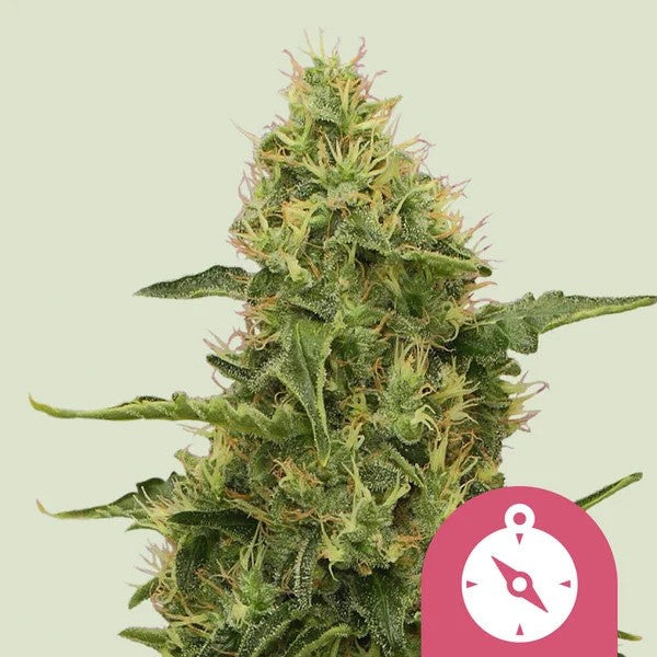 NORTHERN LIGHT FEM X100- ROYAL QUEEN SEEDS