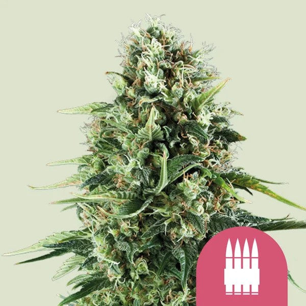 ROYAL AK FEM X100- ROYAL QUEEN SEEDS