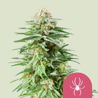 WHITE WIDOW FEM X100- ROYAL QUEEN SEEDS (DS)