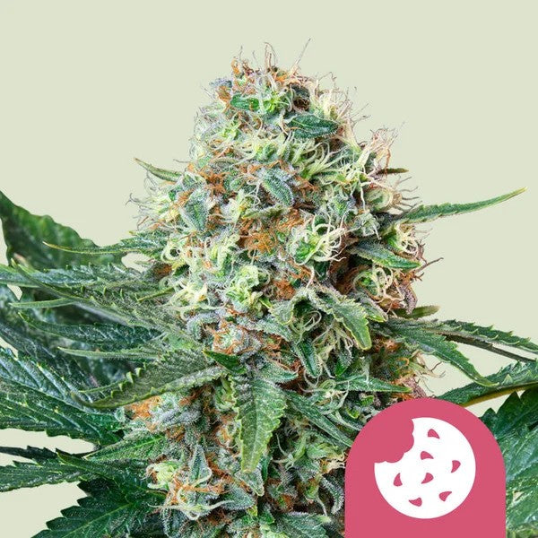 ROYAL COOKIES FEM X100- ROYAL QUEEN SEEDS