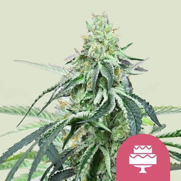 WEDDING GELATO FEM X100- ROYAL QUEEN SEEDS
