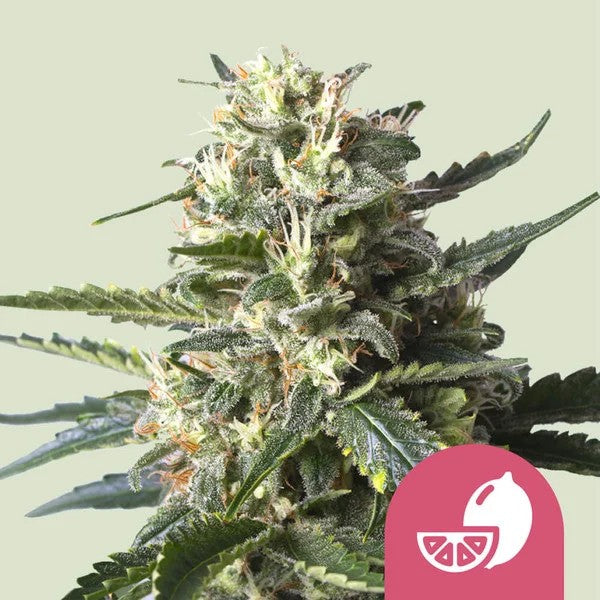 LEMON SHINING SILVER HAZE FEM X100- ROYAL QUEEN SEEDS