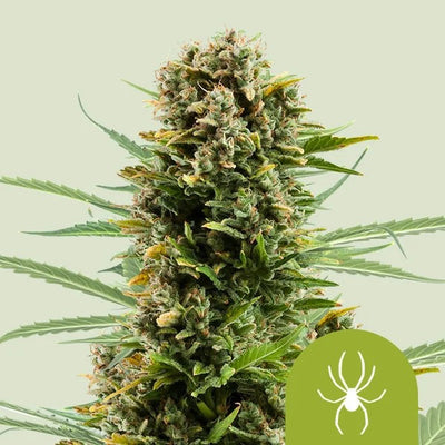 WHITE WIDOW AUTO X100- ROYAL QUEEN SEEDS (DS)