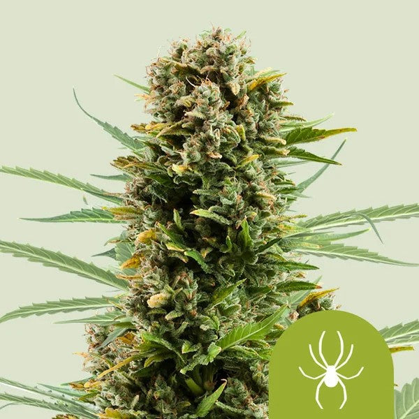 WHITE WIDOW AUTO X100- ROYAL QUEEN SEEDS