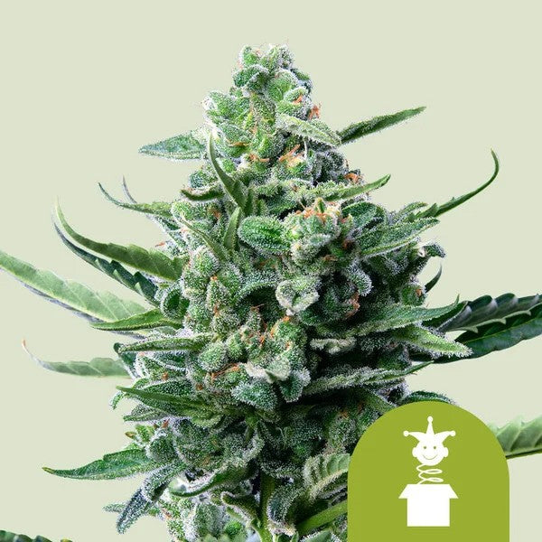 ROYAL JACK AUTO X100- ROYAL QUEEN SEEDS