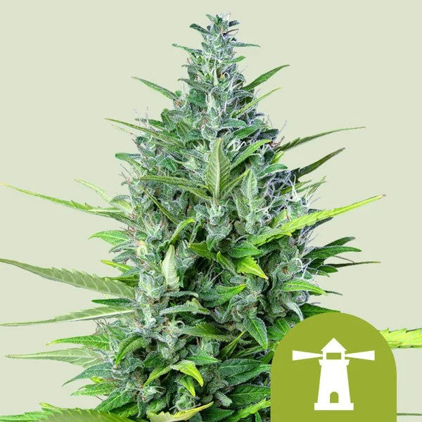 ROYAL HAZE AUTO X100- ROYAL QUEEN SEEDS
