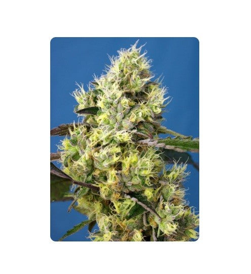 SWEET GELATO AUTO X100-SWEET SEEDS (DS)