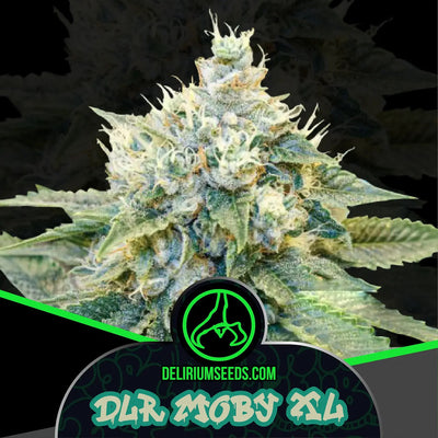 DLR MOBY XL FEM X100- DELIRIUM SEEDS (DS)