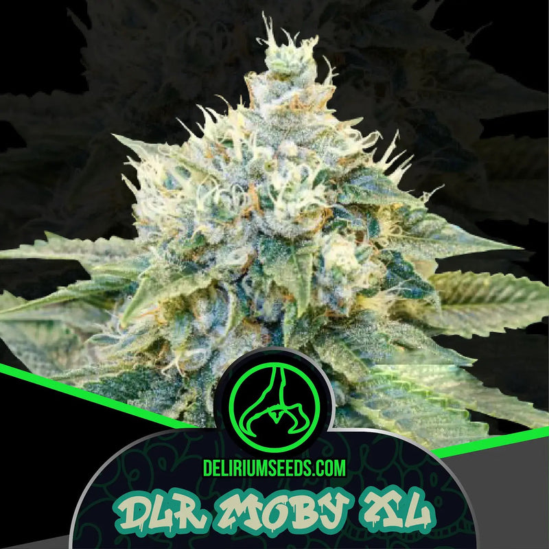 DLR MOBY XL FEM X100- DELIRIUM SEEDS