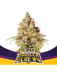GORILLA GLUE N4 FEM X4-BSF (DS)
