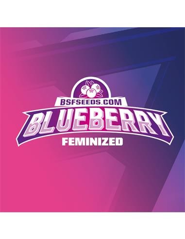 BLUEBERRY FEM X2-BSF (DS)