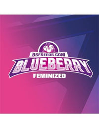 BLUEBERRY FEM X12-BSF (DS)
