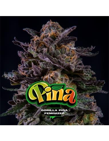 GORILLA PIÑA FEM X7-BSF