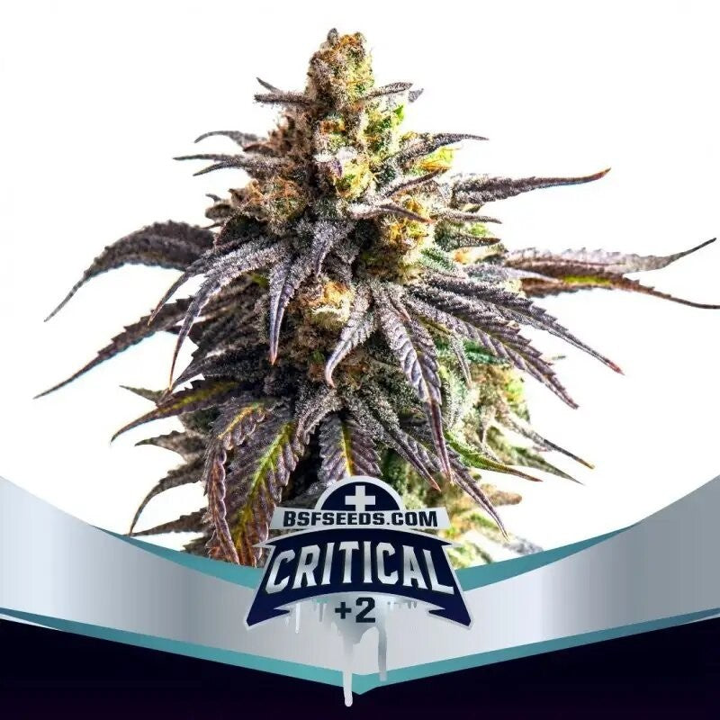 CRITICAL +2 XXL FEM X12-BSF