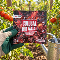 COLOSAL BUD 25G - SUSTRATO TECNICO (DS)