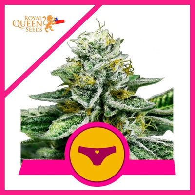SHERBET QUEEN FEM X3-ROYAL QUEEN SEEDS (DS)