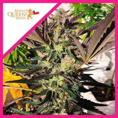 WEDDING GELATO FEM X3-ROYAL QUEEN SEEDS (DS)