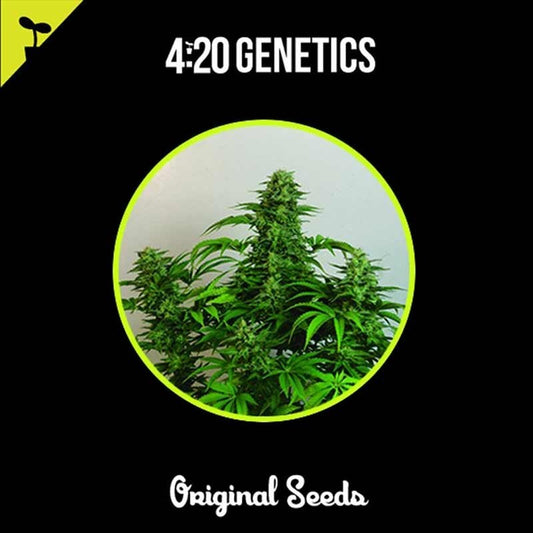 420 GENETICS BLUEBERRY 3UDS