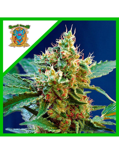 CREAM MANDARINE XL AUTO X25-SWEET SEEDS (DS)