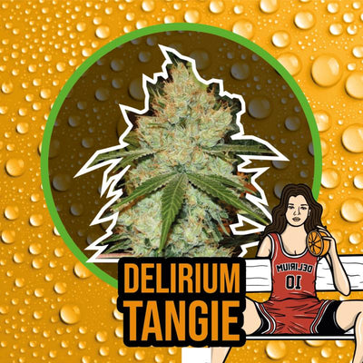 DELIRIUM SEEDS DELIRIUM TANGI 4UDS