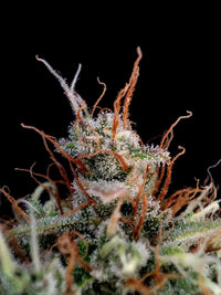 Guava Auto (FB) 3+2 Semillas