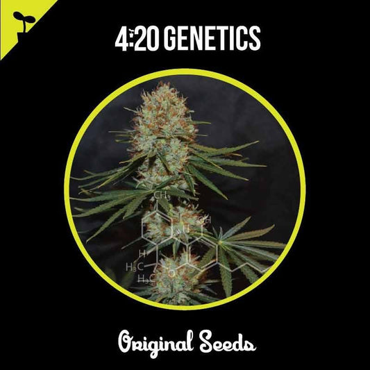 420 GENETICS GRAPEFRUIT 3UDS