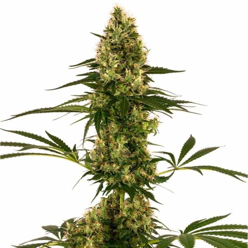 SENSI SEEDS BLUE BULLET AUTO 3UDS