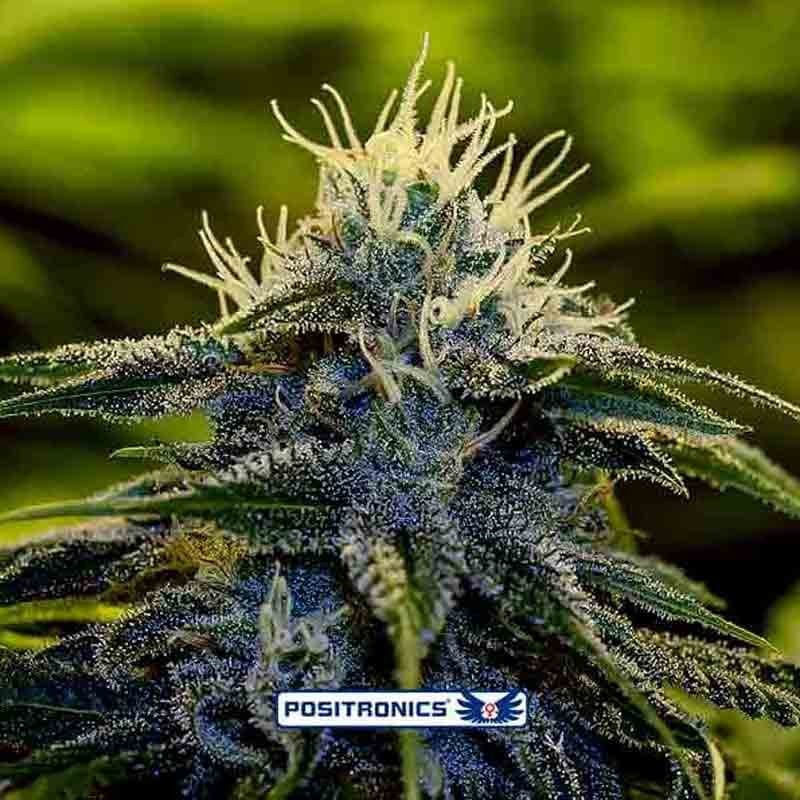 Positronics Afghan Express 1 unidad