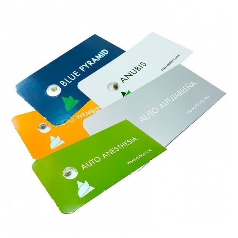 PYRAMID SEEDS WEMBLEY 1UD