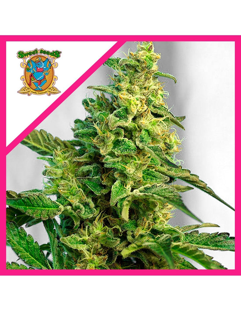 GORILLA GIRL XL AUTO X25-SWEET SEEDS (DS)