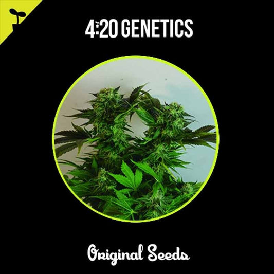 420 GENETICS STRAWBERRY 3UDS