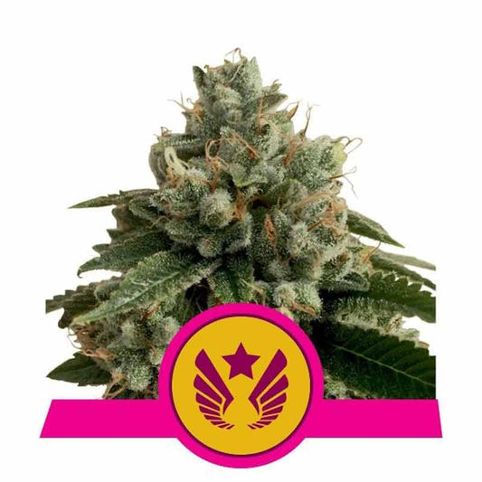 ROYAL QUEEN SEEDS LEGENDARY PUNCH 1UD