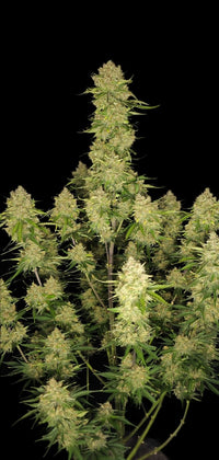 Guava Auto (FB) 3+2 Semillas