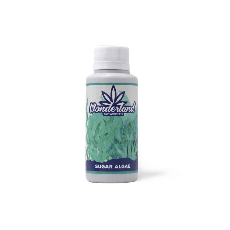 SUGAR ALGAE 120ML-WONDERLAND (DS)