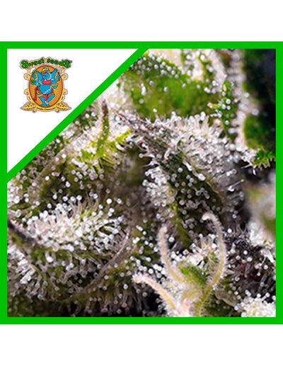 SWEET SKUNK AUTO X25-SWEET SEEDS (DS)