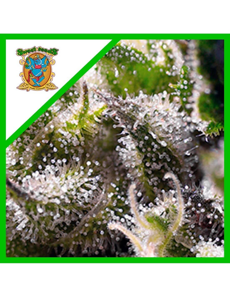 SWEET SKUNK AUTO X25-SWEET SEEDS (DS)