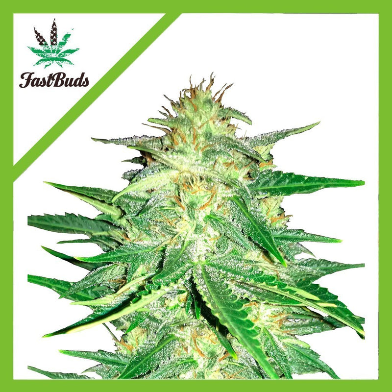 LEMON AK AUTO X5-FAST BUDS (DS)