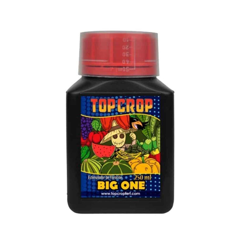 BIG ONE 250ML-TOP CROP (DS)