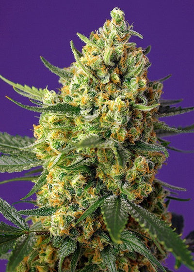 CRYSTAL CANDY FEM X25-SWEET SEEDS (DS)